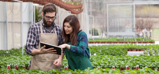 garden worker using tablet in greenhouse